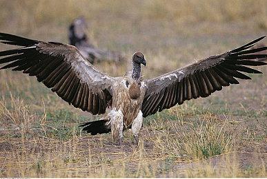 11 bit《冰汽时代2》销量突破35万份